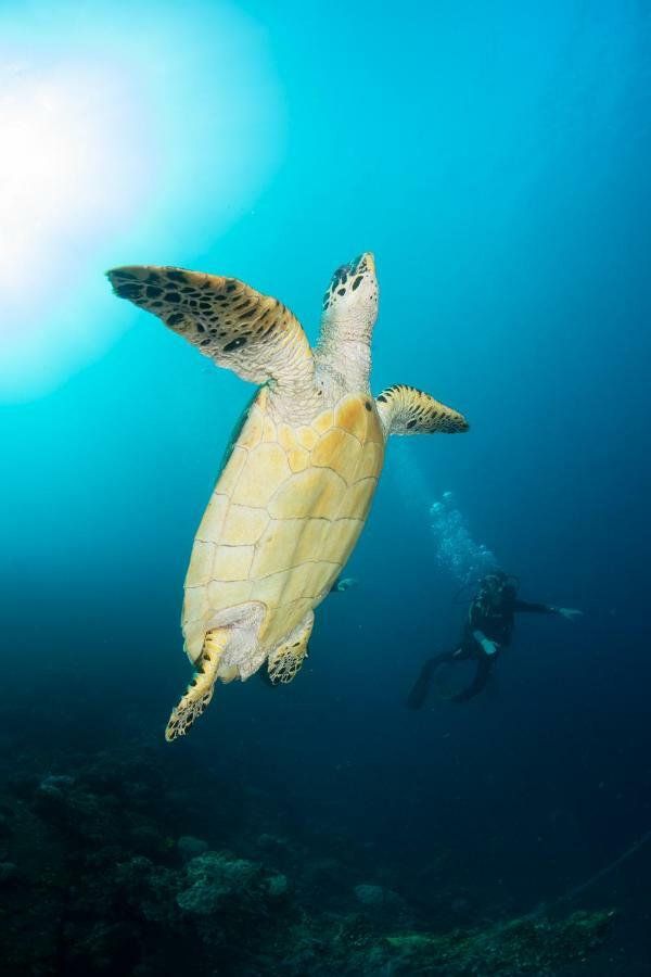 Bali Dive Resort Amed Экстерьер фото