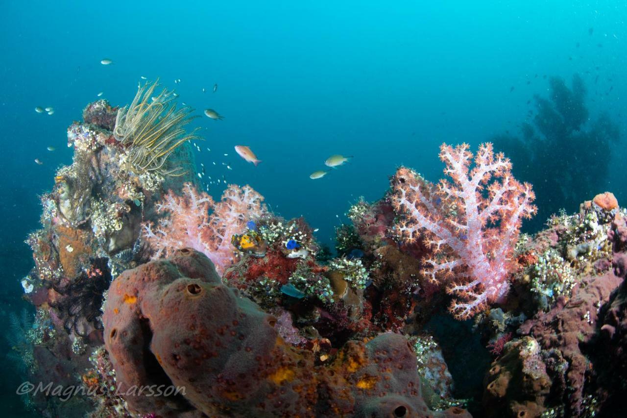 Bali Dive Resort Amed Экстерьер фото